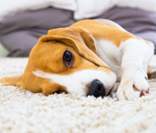 SunCal cleans carpets and area rugs.